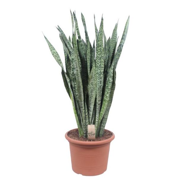 Ceylon Vrouwentong, De Slangenplant, Zwaardachtig Donkergroen Blad met zilverachtige Vlekken/Strepen, Sansevieria Zeylanica  Ø35cm - ↕110cm