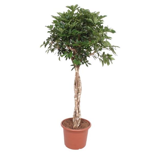 Dwergparapluplant met een gevlochten stam, Schefflera Arboricola Compacta, 180 cm - ø45