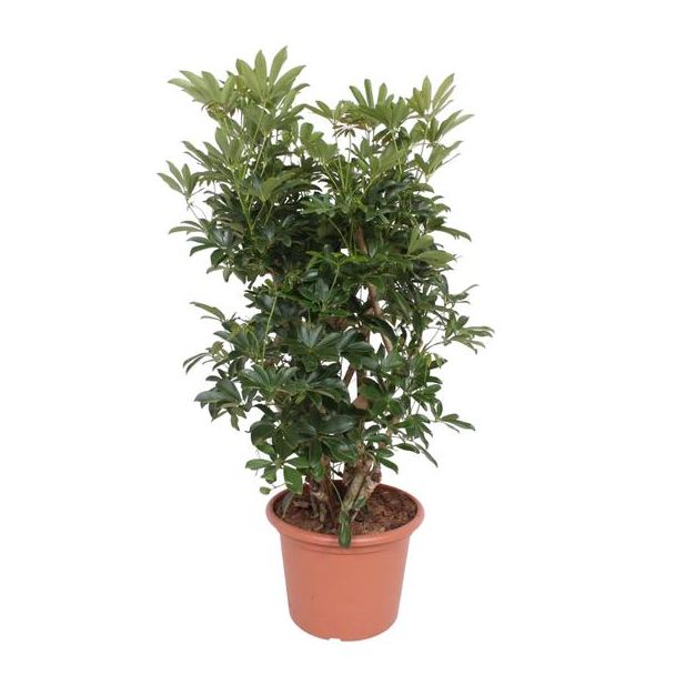 Vertakte variant van de groenblijvende Dwergparapluplant (Schefflera Arboricola Compacta), 140 cm hoog, ø40