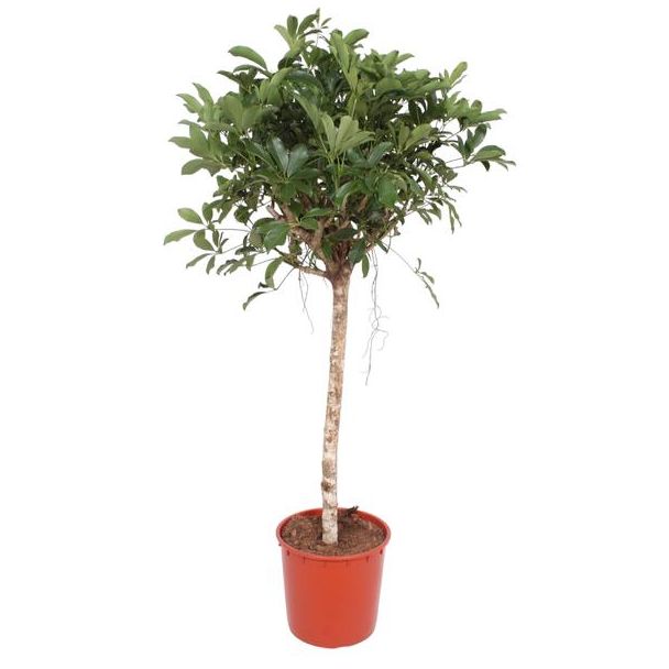 Elegante Schefflera Arboricola Compacta – Compact en Groen - 150 cm - ø34