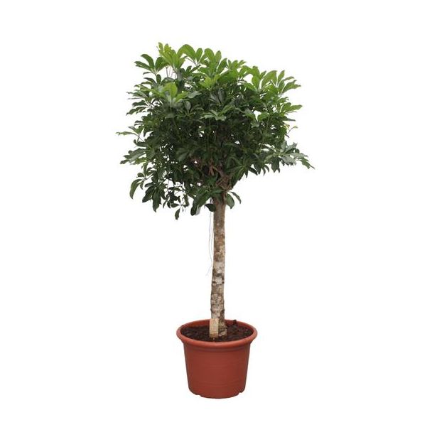 Compacte Schefflera Arboricola – Ideale Binnenboom, 190 cm hoog, ø45