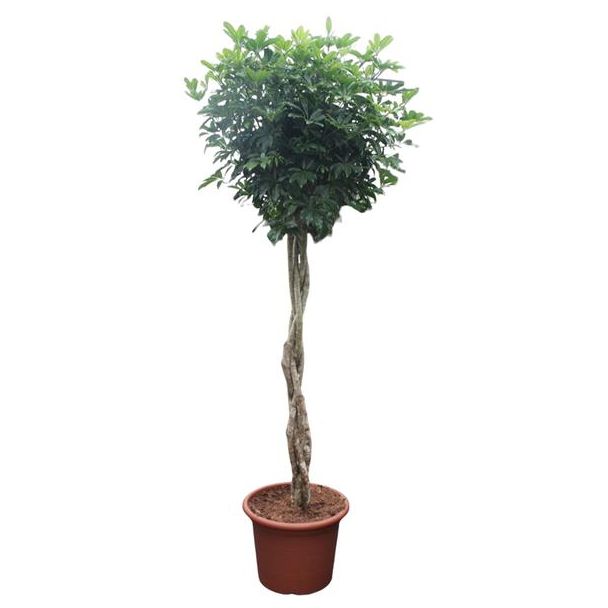 Dwergparapluplant, Vingerplant, Groene Kamerplant, Tropisch,Schefflera Arboricola Compacta gevlochten stam - 250 cm - ø55