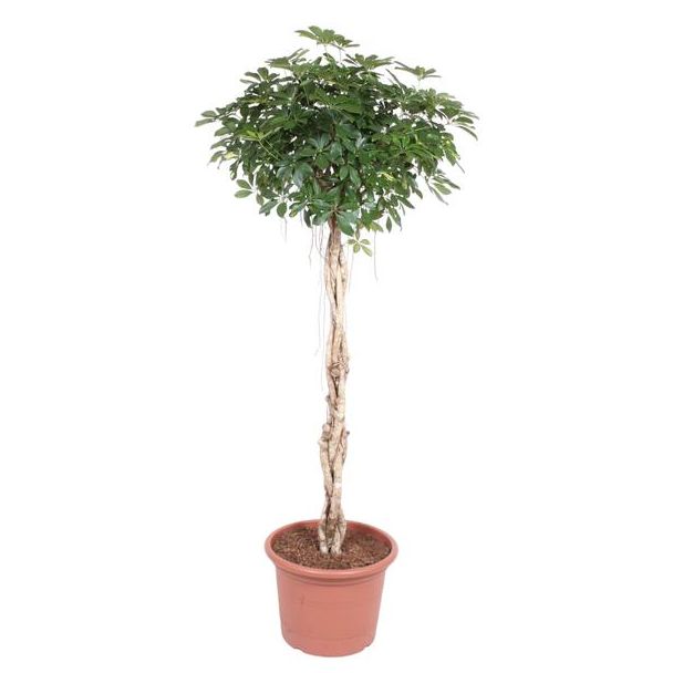 Parapluplant, Vingerplant, Groene Kamerplant, Tropisch, Schefflera Arboricola Compacta gevlochten stam - 200 cm - ø50