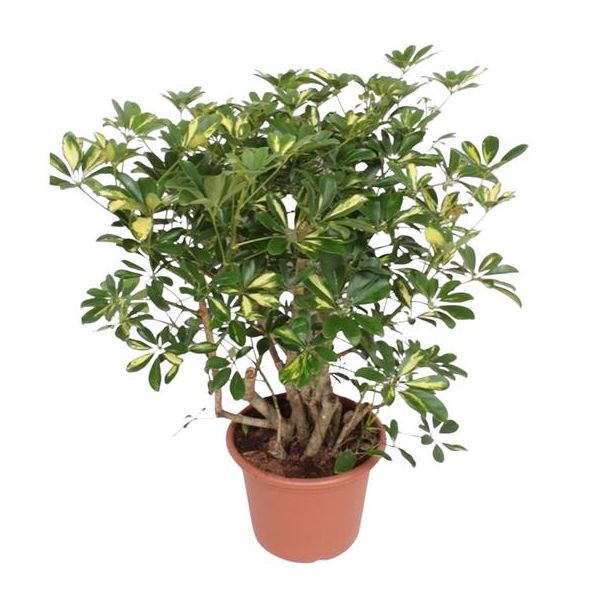 Kamerplant met groen en gele tinten (Schefflera Gold Capella vertakt) - 130 cm - ø40