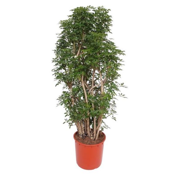 Schefflera Luseana Kamerplant - 160 cm Hoog - Ø34 Potmaat