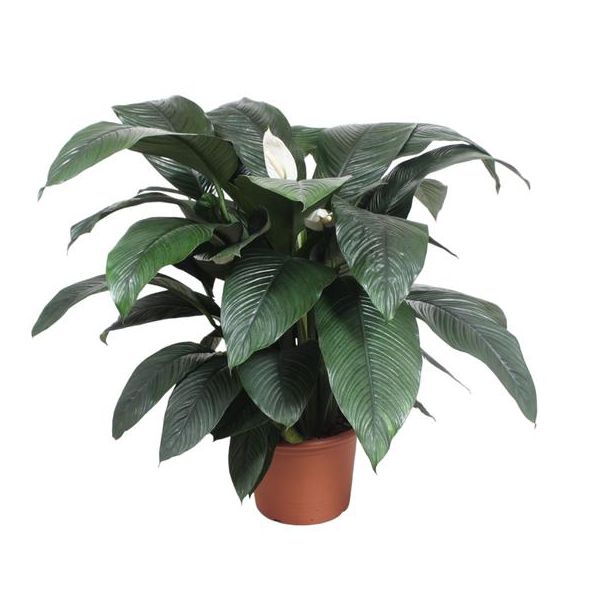 Spathiphyllum Sensation - 140 cm hoog, ø45 potmaat - Lepelplant met Donkergroene opvallende bladeren