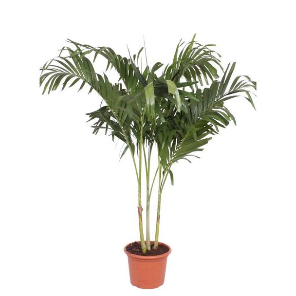 Manillapalm | Adonidia palm | Veitchia Merrillii met meerdere stammen - 220 cm - ø45 - Hoge kamerplant