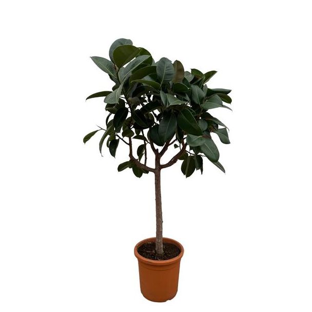 Kamerplant op stam Ficus Elastica Robusta, 180 cm hoog, ø30 potmaat, Donkergroene rubberplant