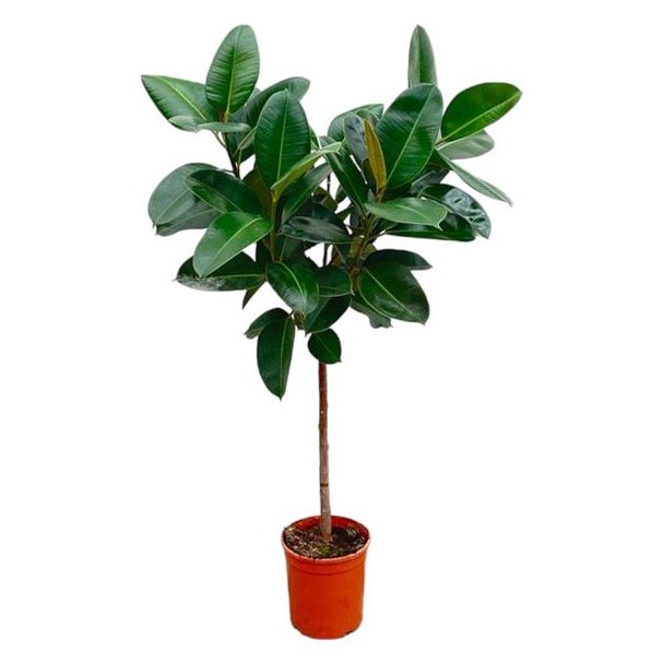 Ficus kamerplant op stam (Ficus Elastica Robusta), 1.3 m hoog, ø24