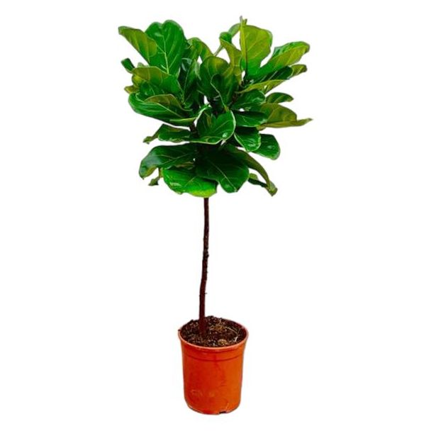 Fiddle-leaf vijgenboom | Ficus Lyrata | Indirect licht kamerplant, 130 cm hoog, ø24