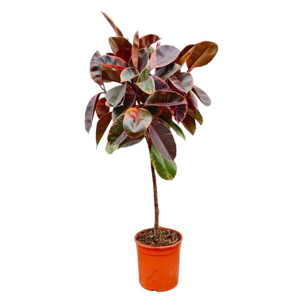 Bontgekleurde rubberboom op stam (Ficus Elastica Belize) voor binnenruimtes, 130 cm hoog, ø24