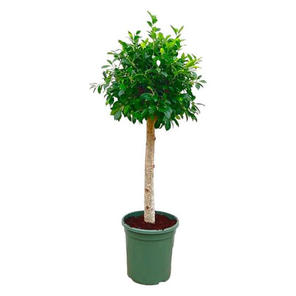 Donkergroene Ficus Nitida op Stam – Groenblijvende Boom, 1.3 m Hoog, Ø30 cm