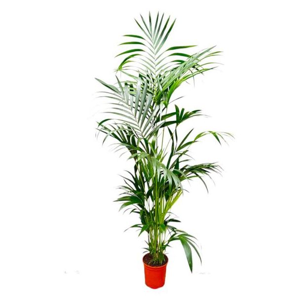 Groenblijvende palm Howea Forsteriana - Kentia palm - 200 cm hoog - potmaat ø24