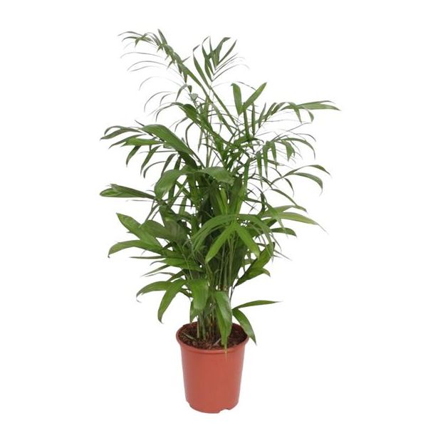 Bamboepalm,  Kamerplant, Palm,Chamaedorea Seifrizii - 140 cm - ø27