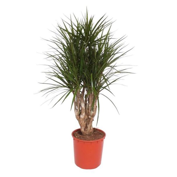 Dracaena Marginata Vertakt - 140 cm Hoog - Potmaat 34 cm - Kamerplant