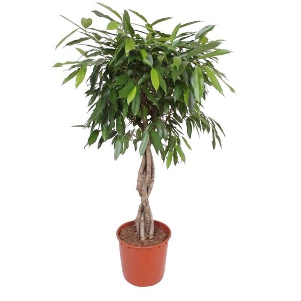 Ficus Amstel King Kamerplant - 140 cm Hoog - Gevlochten Stam