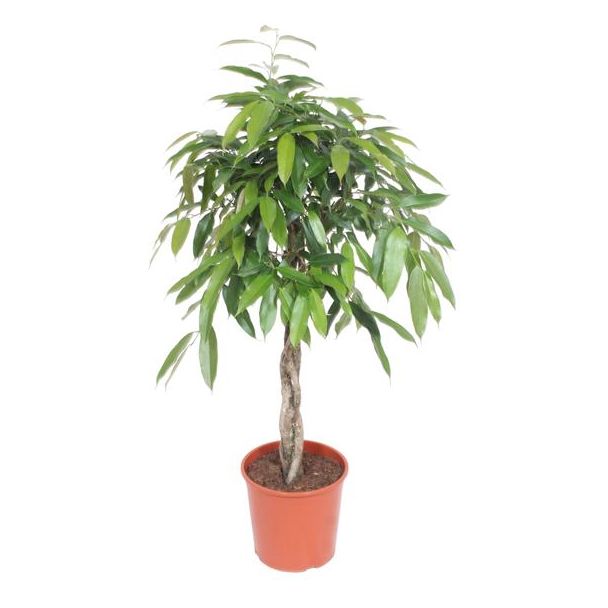 Vijg kamerplant gevlochten stam (Ficus Amstel King), 140 cm hoog, potdiameter 30 cm