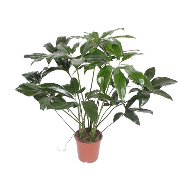 Philodendron Green Wonder half schaduw kamerplant - 120 cm hoog- ø27 - Tropische elegantie