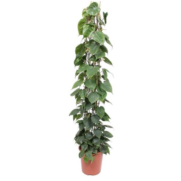 Kamerplant op gaasrek met hartvormige bladeren, klimplant Philodendron Scandens, 160 cm hoog - ø27