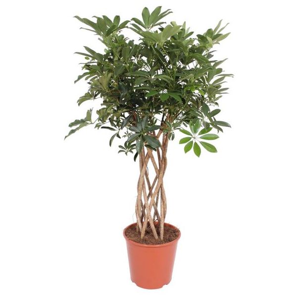 Groene kamerplant Schefflera op stam, Vingerboom voor binnen, 140 cm hoog, Ø30cm