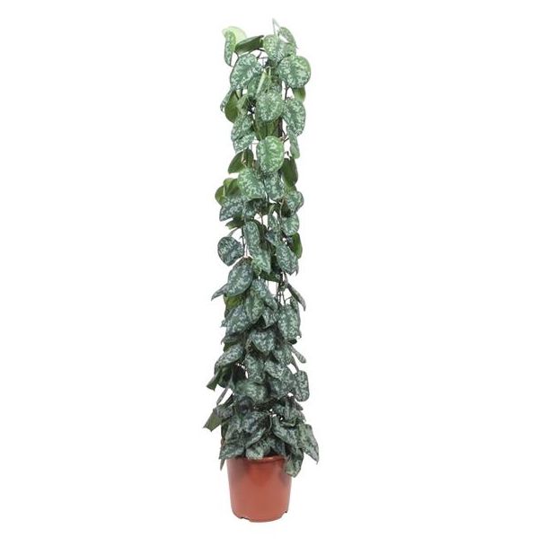 Kamerplant met eigentijdse charme Scindapsus Pictus Trebie gaasrek - 160 cm - ø27