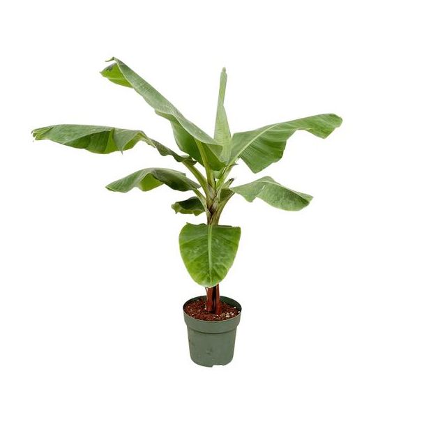 Bananenplant binnen | 150cm - Ø30 | kamerplant voor tropische sfeer