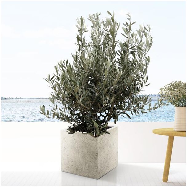 Olijfboom Olea Europaea, 130 cm hoog, 35 cm potbuitenplant met tropische sfeer