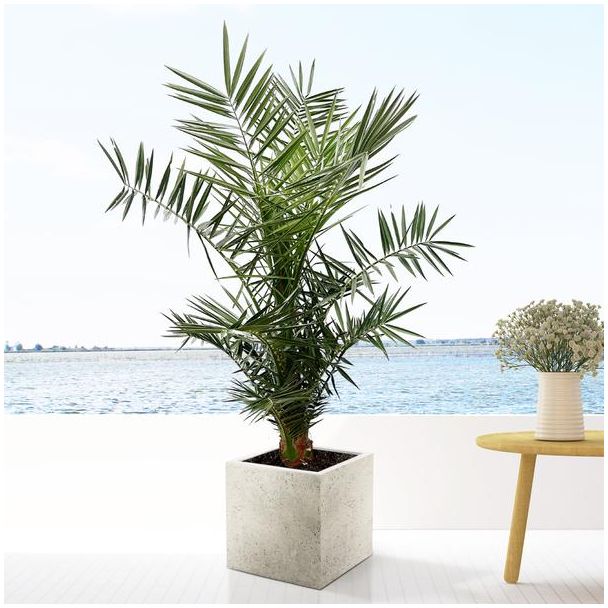 Circa 130 cm hoge Canarische dadelpalm (Phoenix Canariensis)