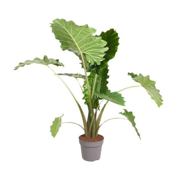 Kamerplant Olifantsoor - luchtzuiverende Alocasia Portodora - 150 cm - ø32