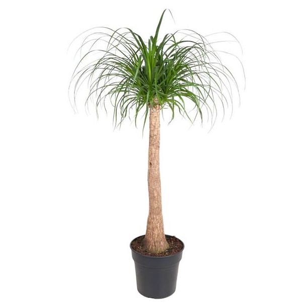 Flessenboom (Beaucarnea stam) kamerplant schaduw/ half-schaduw - 130 cm - ø32