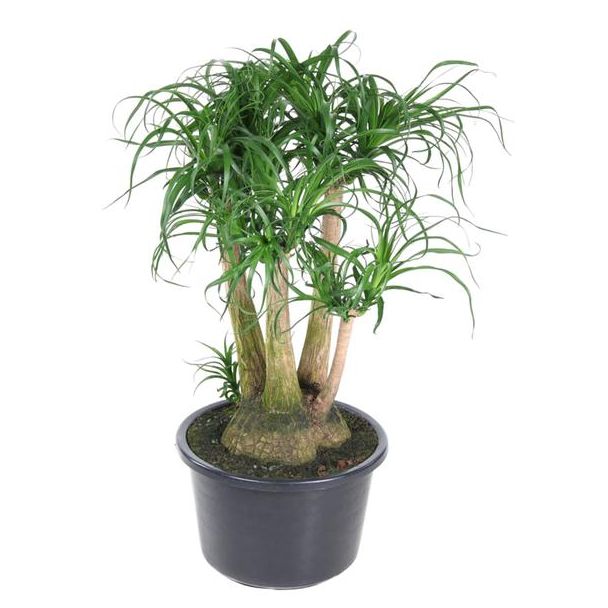 Vertakte flessenboom (Beaucarnea) - 110 cm - ø41- Veilig voor huisdieren - Brede kamerplant