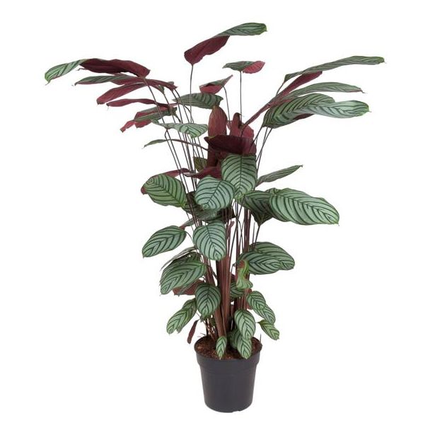 Roseopicta binnen met groen roze bladeren (Calathea Oppenheimiana), 140 cm hoog - ø27