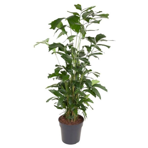 Caryota Mitis Kamerplant Schaduw /half-schaduw - 160 cm - ø31 cm