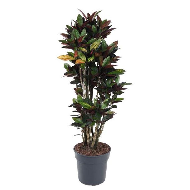 Codiaeum Mrc Iceton vertakt - 140 cm - Ø31 | Tropische Croton Kamerplant