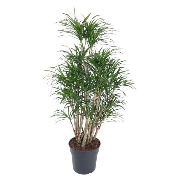 Anita Dragon Tree vertakt | Donkergroene kamerplant Dracaena Anita - 140 cm hoog - ø31