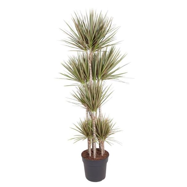 Bonte Drakenplant met groen crèmekleurige bladeren (Dracaena Bicolor Carrousel) - 180 cm - ø34 cm | luchtzuiverend