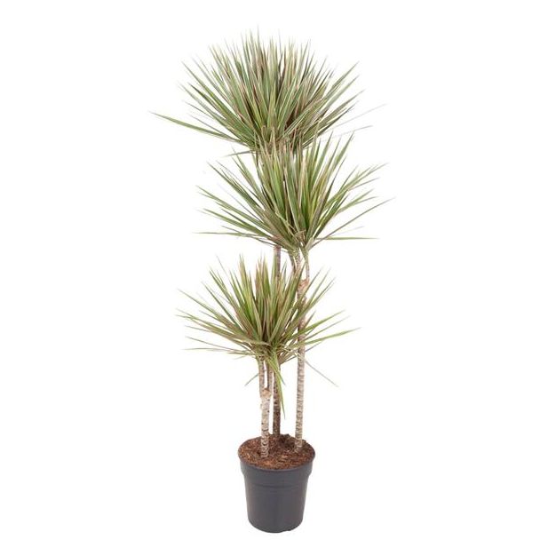 Binnenruimte Dracaena Bicolor | 150 cm hoog - ø24 cm | Woestijn sfeer