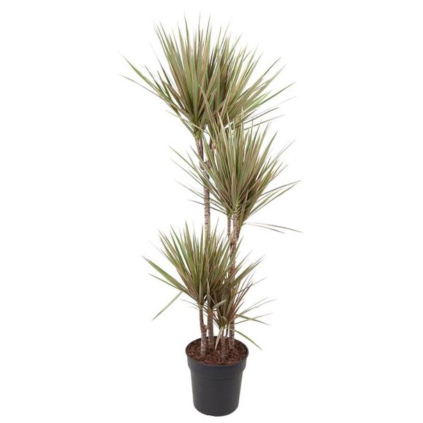 Dracaena crème en groene voor binnenruimtes - ca. 160 cm hoog - potmaat 27 cm