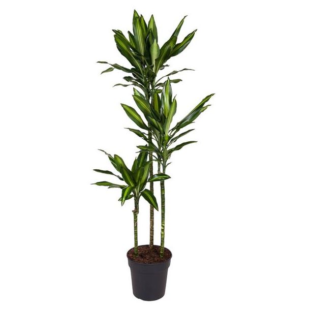 Cintho Drakenplant / Dracaena Cintho / Halfschaduw kamerplant - ca. 1.6 m hoog, potmaat 24 cm