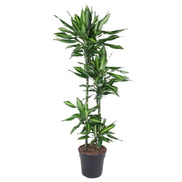 Dracaena Cintho binnen 150 cm hoog - ø27 cm| Groene uitstraling