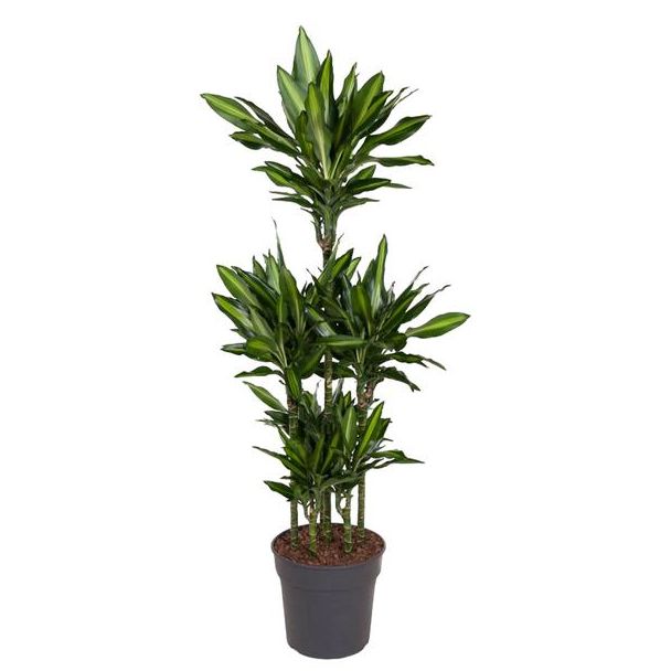 Dracaena Cintho Carrousel binnen | kamerplant met relatief weinig onderhoud - 140 cm hoog - ø31 cm