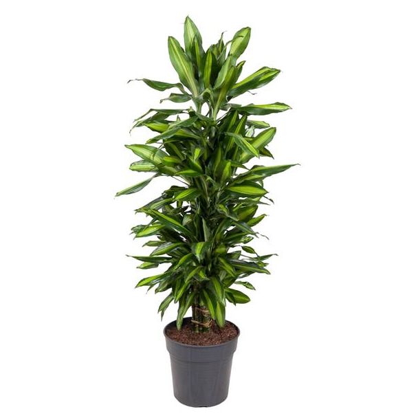 Dracaena Cintho met licht en donkergroene bladeren, Dracaena Cintho vertakte variant, ca. 120 cm hoog, potmaat ø27 cm