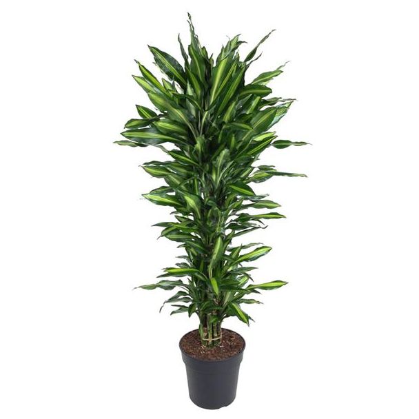 Dracaena Cintho Vertakt - 150 cm Kamerplant - Ø31 Potmaat - Luchtzuiverend en Onderhoudsvriendelijk