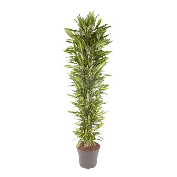 Cintho Drakenplant binnen vertakt - Hoge kamerplant met groene uitstraling - ca. 2.1 meter hoog - ø40 cm