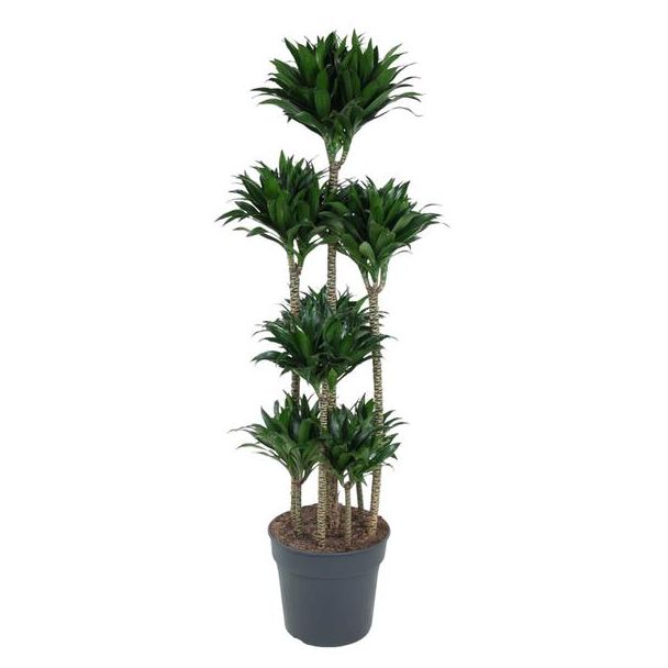 Compacte Drakenplant | Donkergroene kamerplant Dracaena Compacta Carrousel, ongeveer 160 cm hoog, ø34 cm