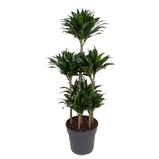 Diepgroene plant binnen Dracaena Compacta Carrousel - 130 cm hoogte - ø31 - halfschaduw lichtomstandigheden