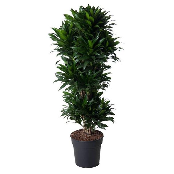 Compacte Drakenplant | Diepgroene kamerplant met compacte groei - ca. 140 cm hoog - potdiameter 31 cm