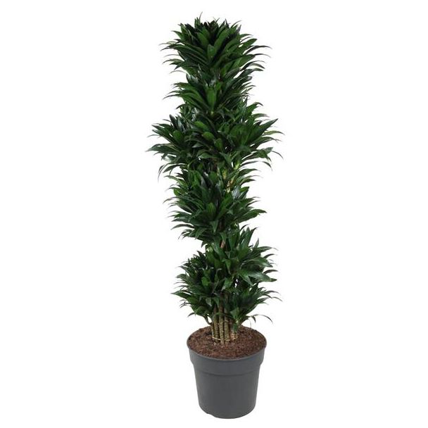 Compacte kamerplant Dracaena Compacta vertakt - 170 cm hoog - ø34 cm | Diepgroene bladeren | Compacte groeipatroon