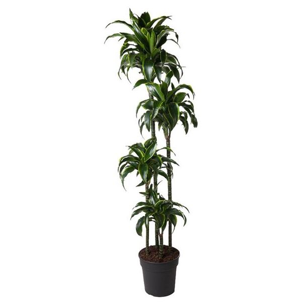 Gouden Drakenplant binnen (Dracaena Dorado) - 170 cm - ø27 cm - Halfschaduw staanplaats