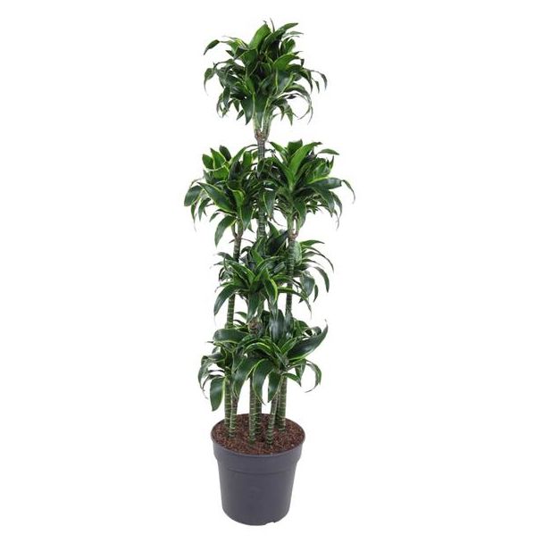 Luchtzuiverende Dracaena Dorado Carrousel 170 cm - Prachtige Gouden Drakenplant voor Binnen